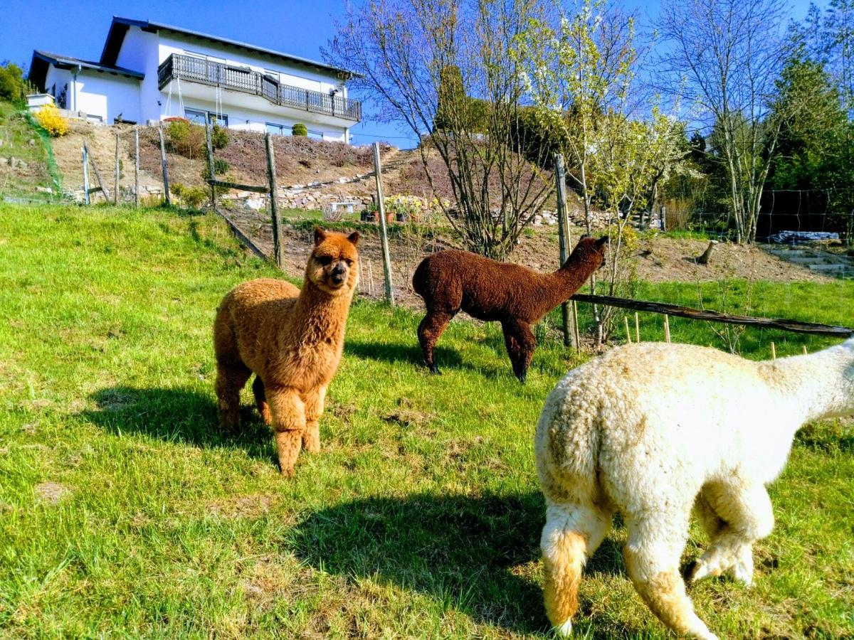 Ferienwohnung Alpaka Blick Schneppenbach Eksteriør bilde